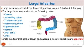 2. Anatomy of digestive system Kaso.pptx