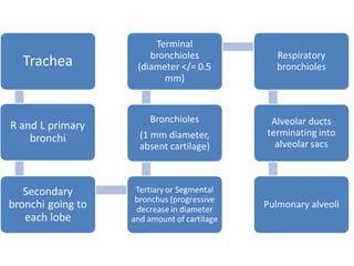 Comprehensive Overview of the Human Respiratory System Anatomy and ...