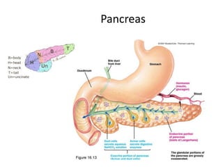 Comprehensive Overview of Liver, Gallbladder, and Pancreas Functions ...