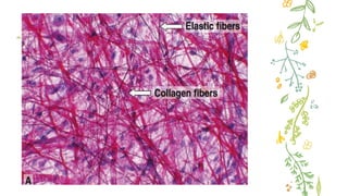 Comprehensive Overview of Connective Tissue Structure and Function in ...
