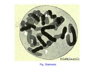 Comprehensive Overview of Cell Division: Mitosis and Meiosis Processes ...