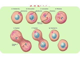 Comprehensive Overview of Cell Division: Mitosis and Meiosis Processes ...