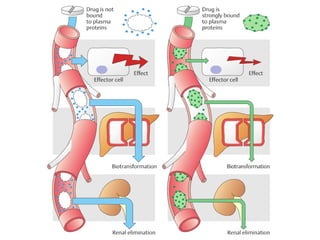 Comprehensive Overview of Drug Distribution and Protein Binding in ...