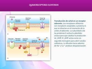 Comprehensive Study of Olfactory and Gustatory Chemoreceptors and Their ...