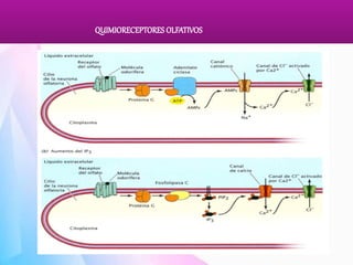 Comprehensive Study of Olfactory and Gustatory Chemoreceptors and Their ...