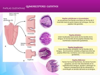 Comprehensive Study of Olfactory and Gustatory Chemoreceptors and Their ...