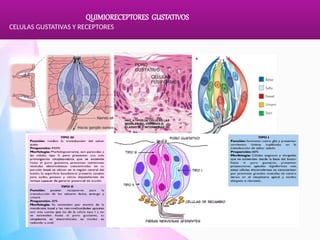 Comprehensive Study of Olfactory and Gustatory Chemoreceptors and Their ...