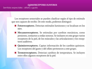 Comprehensive Study of Olfactory and Gustatory Chemoreceptors and Their ...