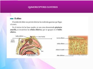 Comprehensive Study of Olfactory and Gustatory Chemoreceptors and Their ...