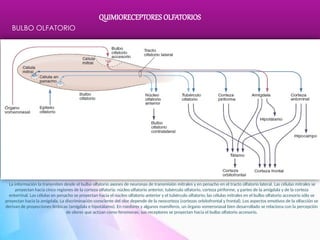 Comprehensive Study of Olfactory and Gustatory Chemoreceptors and Their ...