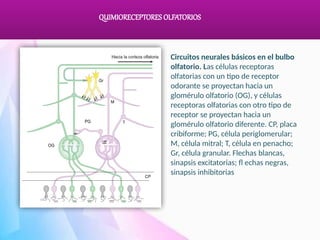 Comprehensive Study of Olfactory and Gustatory Chemoreceptors and Their ...