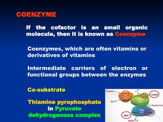 Comprehensive Overview of Enzymes: Structure, Function, and Regulation ...