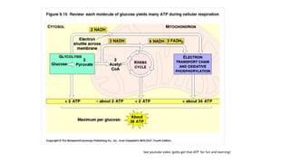 Bioinorganic Chemistry: Transition Metals in Biological Systems and ...