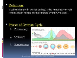 Comprehensive Overview of the Menstrual and Ovarian Cycles with ...
