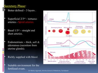 Comprehensive Overview of the Menstrual and Ovarian Cycles with ...
