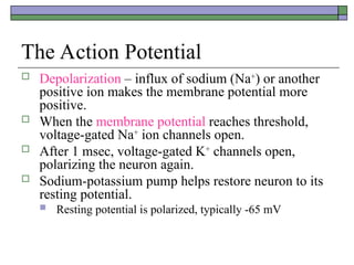Comprehensive Overview of Neuronal Action Potentials and Signal ...