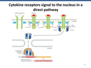 2. Cell Biology - Lecture Cell Signaling.pdf