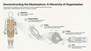 Comprehensive Overview of Human Cells, Tissues, and Systems | PPTX