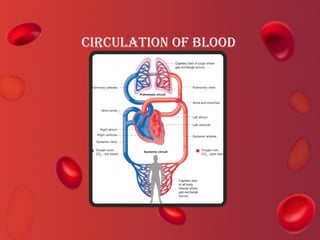 Comprehensive Overview of Blood and Its Components: Functions ...