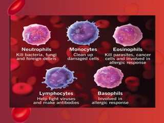 Comprehensive Overview of Blood and Its Components: Functions ...