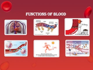 Comprehensive Overview of Blood and Its Components: Functions ...