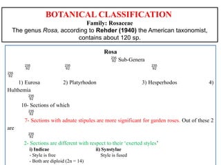 Rose Classification Comprehensive Guide to Roses: History, Classification, and Uses | PPTX