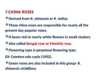 Comprehensive Guide to Roses: History, Classification, and Uses | PPTX