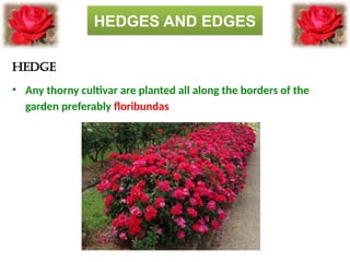 Comprehensive Guide to Roses: History, Classification, and Uses | PPTX