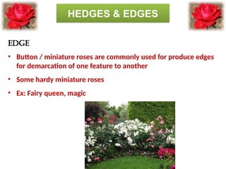 Comprehensive Guide to Roses: History, Classification, and Uses | PPTX