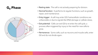 Comprehensive Overview of the Cell Cycle and Its Phases | PDF
