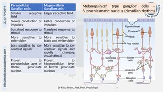 Receptor and neural function of retina - Physiology of Vision | PPTX