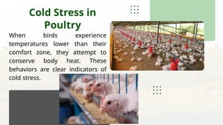 Comprehensive Guide to Poultry Environment Management for Optimal ...