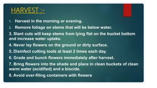 2. Post harvest handling of flowers.pptx