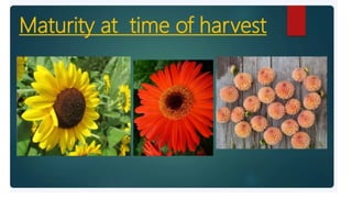 2. Post harvest handling of flowers.pptx