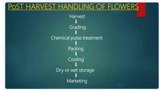 2. Post harvest handling of flowers.pptx
