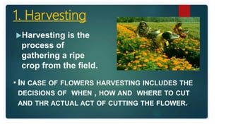 2. Post harvest handling of flowers.pptx