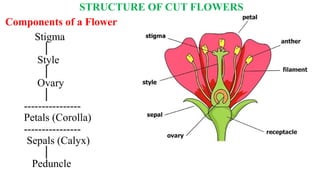 STRUCTURE OF CUT FLOWERS
Components of a Flower
Stigma
│
Style
│
Ovary
│
----------------
Petals (Corolla)
----------------
Sepals (Calyx)
│
Peduncle
 