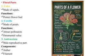 • Floral Parts
1. Calyx
Made of sepals.
Functions:
Protect flower bud
2. Corolla
Made of petals.
Functions:
Attract pollinators
Ornamental value
3. Androecium
Male reproductive part.
Components:
Anther
Filament
 