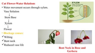 Cut Flower-Water Relations
• Water movement occurs through xylem.
Vase Solution
↓
Stem Base
↓
Xylem
↓
Flower
• Blockage causes:
Wilting
Bent neck
Reduced vase life
Bent Neck in Rose and
Gerbera
 
