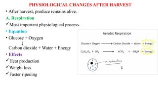 PHYSIOLOGICAL CHANGES AFTER HARVEST
• After harvest, produce remains alive.
A. Respiration
Most important physiological process.
• Equation
• Glucose + Oxygen
↓
Carbon dioxide + Water + Energy
• Effects
Heat production
Weight loss
Faster ripening
 