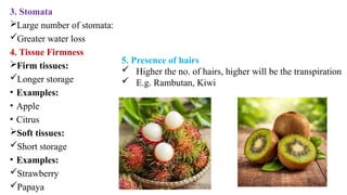 3. Stomata
Large number of stomata:
Greater water loss
4. Tissue Firmness
Firm tissues:
Longer storage
• Examples:
• Apple
• Citrus
Soft tissues:
Short storage
• Examples:
Strawberry
Papaya
5. Presence of hairs
 Higher the no. of hairs, higher will be the transpiration
 E.g. Rambutan, Kiwi
 