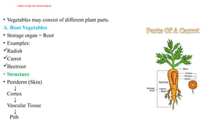STRUCTURE OF VEGETABLES
• Vegetables may consist of different plant parts.
A. Root Vegetables
• Storage organ = Root
• Examples:
Radish
Carrot
Beetroot
• Structure
• Periderm (Skin)
↓
Cortex
↓
Vascular Tissue
↓
Pith
 