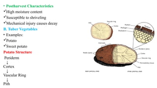 • Postharvest Characteristics
High moisture content
Susceptible to shriveling
Mechanical injury causes decay
B. Tuber Vegetables
• Examples:
Potato
Sweet potato
Potato Structure
Periderm
↓
Cortex
↓
Vascular Ring
↓
Pith
 