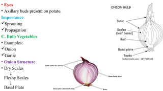 • Eyes
• Axillary buds present on potato.
Importance:
Sprouting
Propagation
C. Bulb Vegetables
• Examples:
Onion
Garlic
• Onion Structure
• Dry Scales
↓
Fleshy Scales
↓
Basal Plate
 