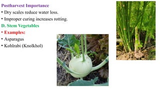Postharvest Importance
• Dry scales reduce water loss.
• Improper curing increases rotting.
D. Stem Vegetables
• Examples:
• Asparagus
• Kohlrabi (Knolkhol)
 