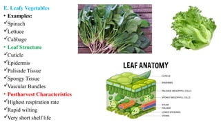 E. Leafy Vegetables
• Examples:
Spinach
Lettuce
Cabbage
• Leaf Structure
Cuticle
Epidermis
Palisade Tissue
Spongy Tissue
Vascular Bundles
• Postharvest Characteristics
Highest respiration rate
Rapid wilting
Very short shelf life
 
