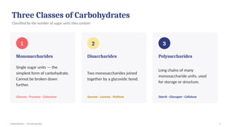 Three Classes of Carbohydrates
Classified by the number of sugar units they contain
1
Monosaccharides
Single sugar units — the
simplest form of carbohydrate.
Cannot be broken down
further.
Glucose · Fructose · Galactose
2
Disaccharides
Two monosaccharides joined
together by a glycosidic bond.
Sucrose · Lactose · Maltose
3
Polysaccharides
Long chains of many
monosaccharide units, used
for storage or structure.
Starch · Glycogen · Cellulose
Carbohydrates — An Introduction 3
 