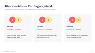 Disaccharides — Two Sugars Joined
Formed when two monosaccharides bond, releasing a water molecule (condensation reaction)
G F
Sucrose
Glucose + Fructose
Common table sugar; found in
sugar cane and beets.
G G
Lactose
Glucose + Galactose
The natural sugar found in milk
and dairy products.
G G
Maltose
Glucose + Glucose
Formed during starch breakdown;
found in malted grains.
Carbohydrates — An Introduction 5
 