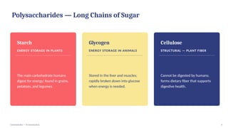 Polysaccharides — Long Chains of Sugar
Starch
ENERGY STORAGE IN PLANTS
The main carbohydrate humans
digest for energy; found in grains,
potatoes, and legumes.
Glycogen
ENERGY STORAGE IN ANIMALS
Stored in the liver and muscles;
rapidly broken down into glucose
when energy is needed.
Cellulose
STRUCTURAL — PLANT FIBER
Cannot be digested by humans;
forms dietary fiber that supports
digestive health.
Carbohydrates — An Introduction 6
 