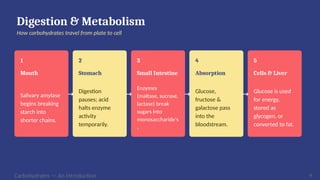 Digestion & Metabolism
How carbohydrates travel from plate to cell
1
Mouth
Salivary amylase
begins breaking
starch into
shorter chains.
2
Stomach
Digestion
pauses; acid
halts enzyme
activity
temporarily.
3
Small Intestine
Enzymes
(maltase, sucrase,
lactase) break
sugars into
monosaccharide's
.
4
Absorption
Glucose,
fructose &
galactose pass
into the
bloodstream.
5
Cells & Liver
Glucose is used
for energy,
stored as
glycogen, or
converted to fat.
→ → → →
Carbohydrates — An Introduction 9
 